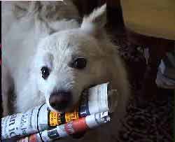 Picture of a dog with a newspaper